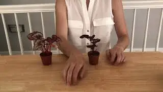 ASMR *no talking* - Fast Tapping - Bloodleaf & Rex Begonia Repotting