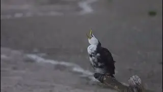 A little shag in the wind