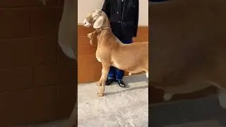 Арашан кочкор kg.@@@