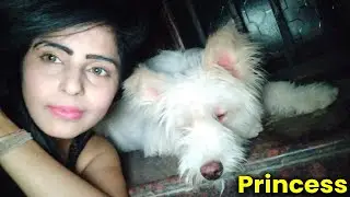 Princess not just an ordinary dog but A Dog Daughter To Human Mother