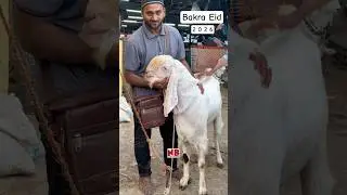 Bakra Eid Coming Soon😍 #bakraeid #bakraeid2026 #bakraeidspecial #bakra #goats #trending #biggoats