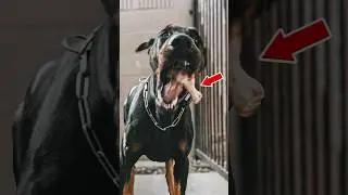&ldquo;I&rdquo; feed my dogs RAW FROZEN chicken.. Chicken has the best ingredients