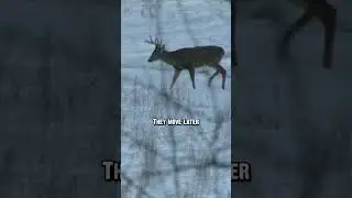 When to Hunt Late Season
