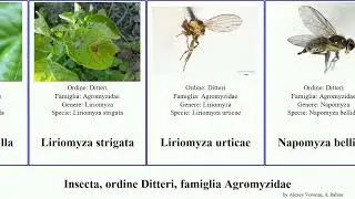 Insecta, ordine Ditteri, famiglia Agromyzidae liriomyza phytomyza chromatomyia lateralis pusilla