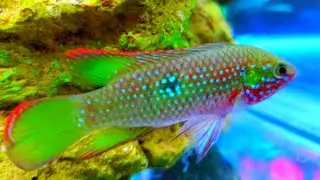 New fish! Tank updates, green terror, jewel cichlid, Jack Dempsey, jaguar cichlid, Flowerhorn