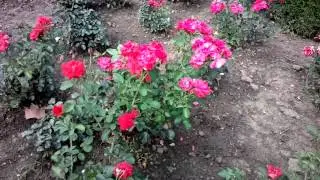 Nokia 808 PureView Video Recording Sample