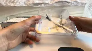 Unbox a Delta A321 neo 100 years livery with me! #geminijets #modelairport #airplane #aviation 