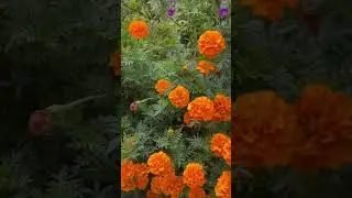 Marigold orange color