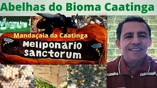 Mandaçaia-da-caatinga de Moreilândia-PE.