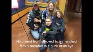 Wings of Rescue at the Humane Society of the Delta