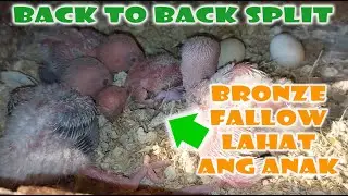 PURO BRONZE FALLOW ANG INAKAY