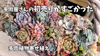 【多肉植物】今年も初売りに行ってきた！【にじいろクックママ】