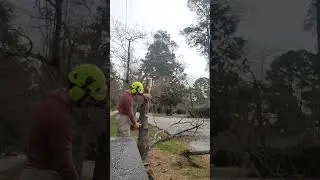 cutting small dead dogwood for city ROW maintenance #arborist #treework #treeremoval