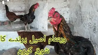 Vaitnam Aseel bird ka Shoq Karen/imported bird b setup pe agy/new update My Aseel breeding setup 