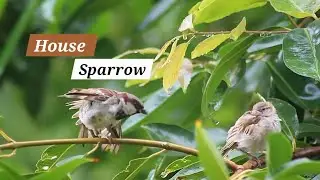 HOUSE SPARROW || BIRD WATCHING || BIRDS ACTIVITIES || চড়ুই পাখি @su2ghoshray 