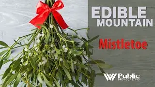 EDIBLE MOUNTAIN - Mistletoe
