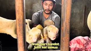 Mulai lahir lagi cempe-cempe super