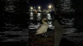 Evening walk down at port seton #scotland#travel#fyp#shorts#swan #nature#explore #adventure#alba#uk