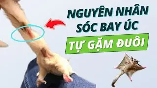 Tại Sao Sóc Bay Úc Gặm hoặc Ăn Đuôi? Nguyên Nhân Sóc Bay Cắn Đuôi