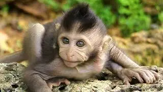 Baby monkey feel lonely, Why mother monkey is not worried about baby monkey?