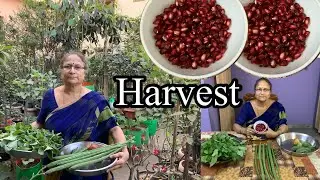 మన మిద్ది మీద కూరగాయలను కోసుకుందాం!