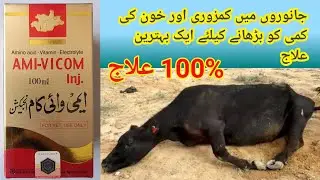 amivicom injection uses in urdu || Amivicom 100ml || urdu  || Hindi ||