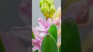 Beautiful Blooming Pink Hyacinth Flower Timelapse