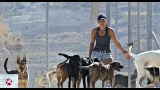 Woman gives up everything to help all unwanted animals of Santorini