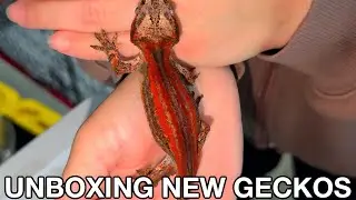 Unboxing 2 NEW Red Stripe Gargoyle Geckos!