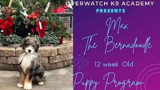 Max| 12 Week Old Bernedoddle | Puppy Pre-K9|Buckheaddogtrainers .com