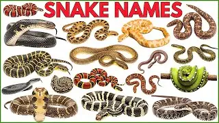 Snake Names for Kids | Learn 20 Snakes Name in English with Sounds | Reptiles and Crawling Animals