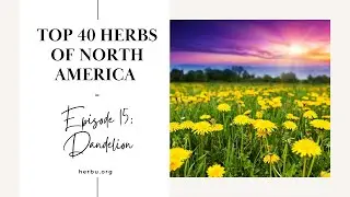 Dandelion - Top 40 Herbs of North America - Part 15