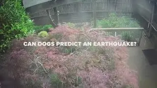Can dogs predict earthquakes?