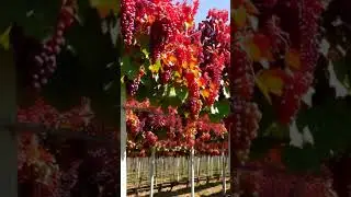 Nice People Eat Red Grapes &ndash; Here&rsquo;s Why! #grapenation #fruit #farming #garden #wine #grapes