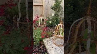 Cole&rsquo;s Settlement rose from Antique Rose Emporium🤍 #rosegarden #backyardgardening