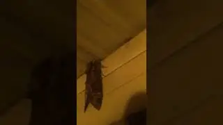 Giant Leopard Moth at night