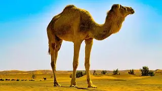 64 Minutes of Relaxing Desert Landscapes #relaxation #desert #beautifulnature