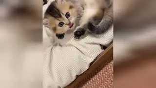 Sweet baby cats will make your heart feel brand new