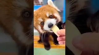 😱The enhance world of red panda&rsquo;s 🐼😱 #discoverywithiqra
