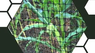 Shhhhh...The Corn Has Ears (07-17-2021)