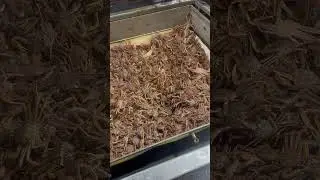 Full tank of Alaska Opilio crab #crabfishing #snowcrab #grundens #deadliestcatch
