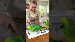 🦜Parrot Loses It When Woman Cuts Parrot Cake | HEY! That&rsquo;s My Cousin! 😂 | Funniest Viral Moment Ever