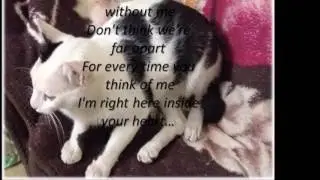 cat sympathy....