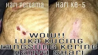 Kucing Terluka, Tenang! ini cara mengobatinya mudah , cepat dan aman