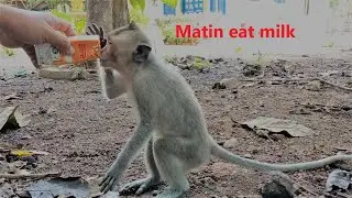 Poor Matin drink milk but was robbed