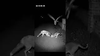 Night vision CCTV footage on a driveway at 2 44 AM  A fox and cat scratch and bite  but suddenly an