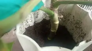 Cuttings Planted
