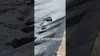 近くに降りてきたカラス、近づいても逃げない。