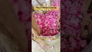 @TheScentedCanvas #sahigulab #longlastingattar #luxuryperfumes
