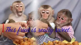 #babypets #petmonkey #babyanimal #babymonkey #cute #monkeybabby